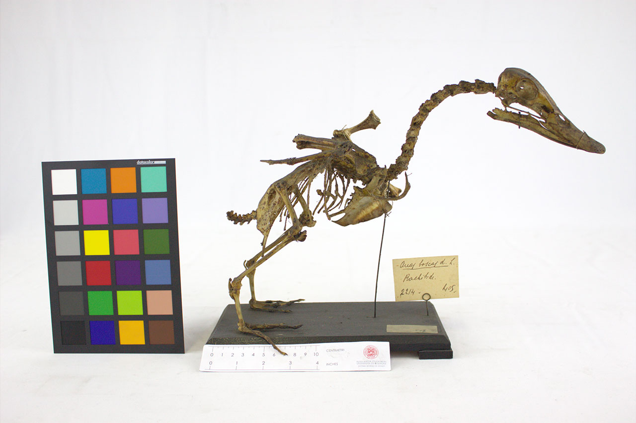 VERTEBRATI/AVES/anatra (esemplare)