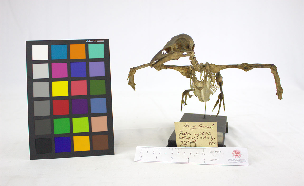 VERTEBRATI/AVES/cornacchia (esemplare)