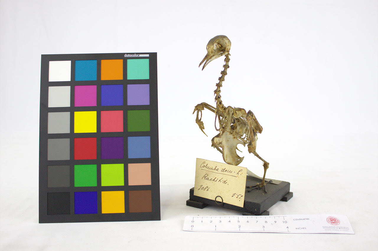 VERTEBRATI/AVES/colomba (esemplare)