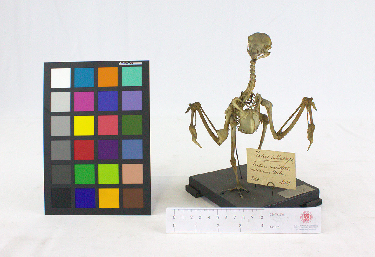 VERTEBRATI/AVES/lodolaio (esemplare)