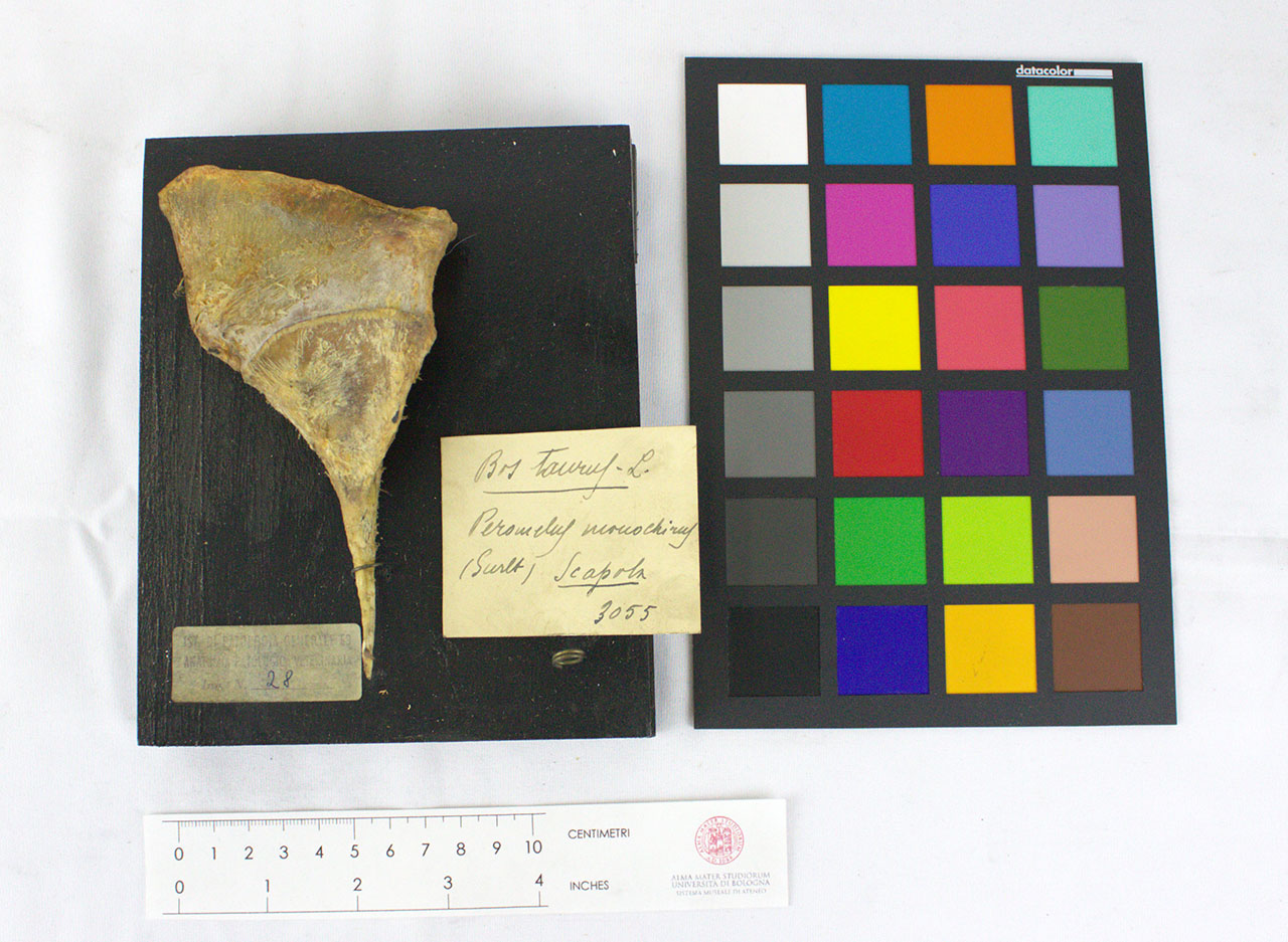 VERTEBRATI/ MAMMIFERI/ bovino (esemplare)