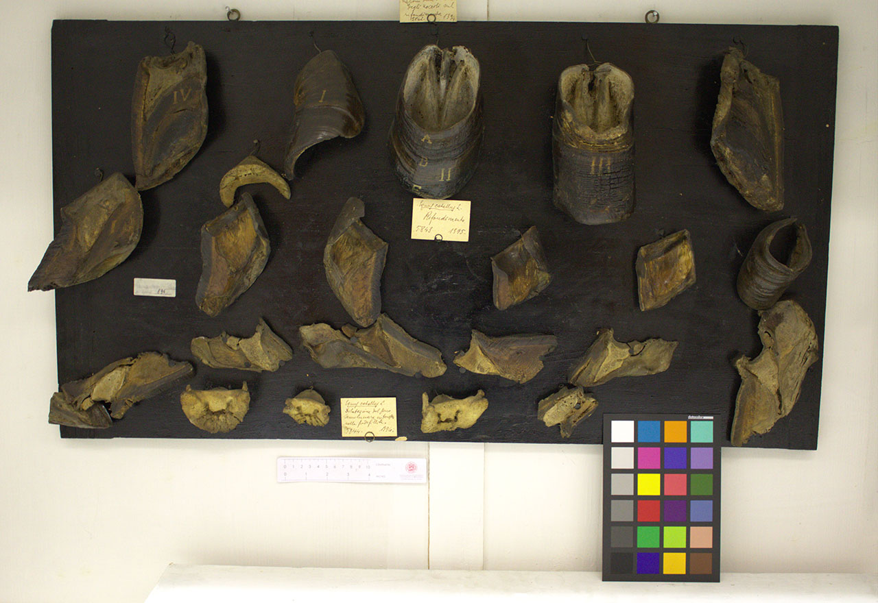 VERTEBRATI/ MAMMIFERI/ cavallo (esemplare)