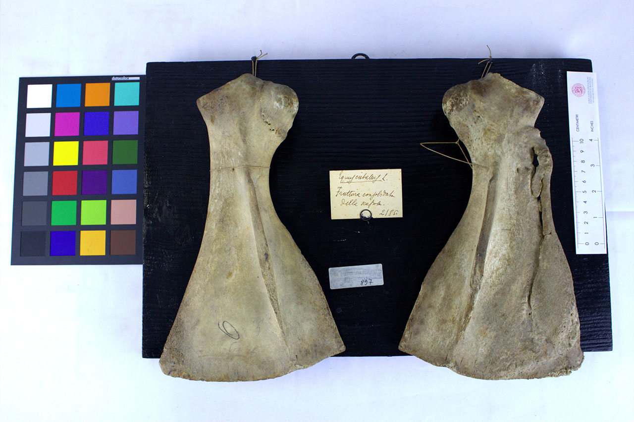 VERTEBRATI/ MAMMIFERI/ cavallo (esemplare)