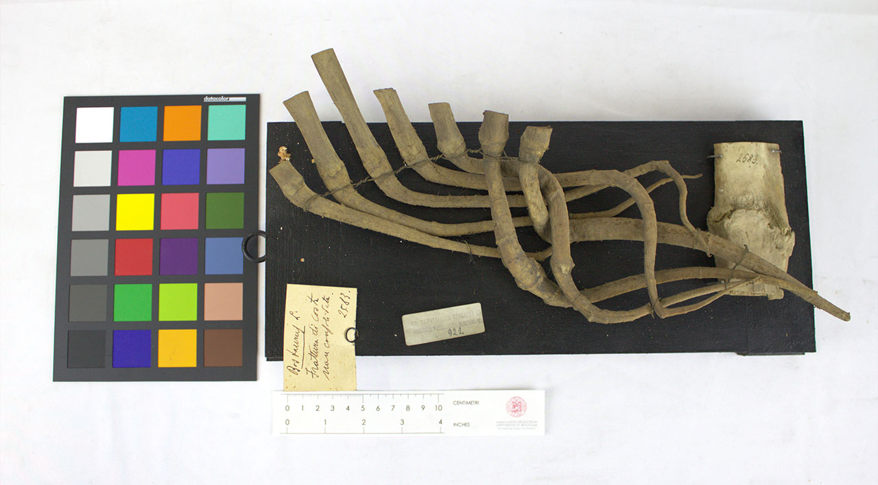 VERTEBRATI/ MAMMIFERI/ bovino (esemplare)