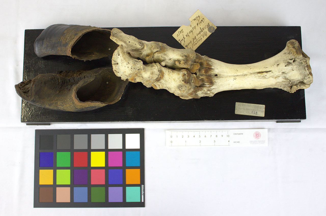 VERTEBRATI/ MAMMIFERI/ bovino (esemplare)