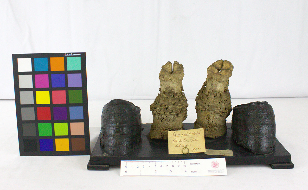 VERTEBRATI/ MAMMIFERI/ cavallo (esemplare)