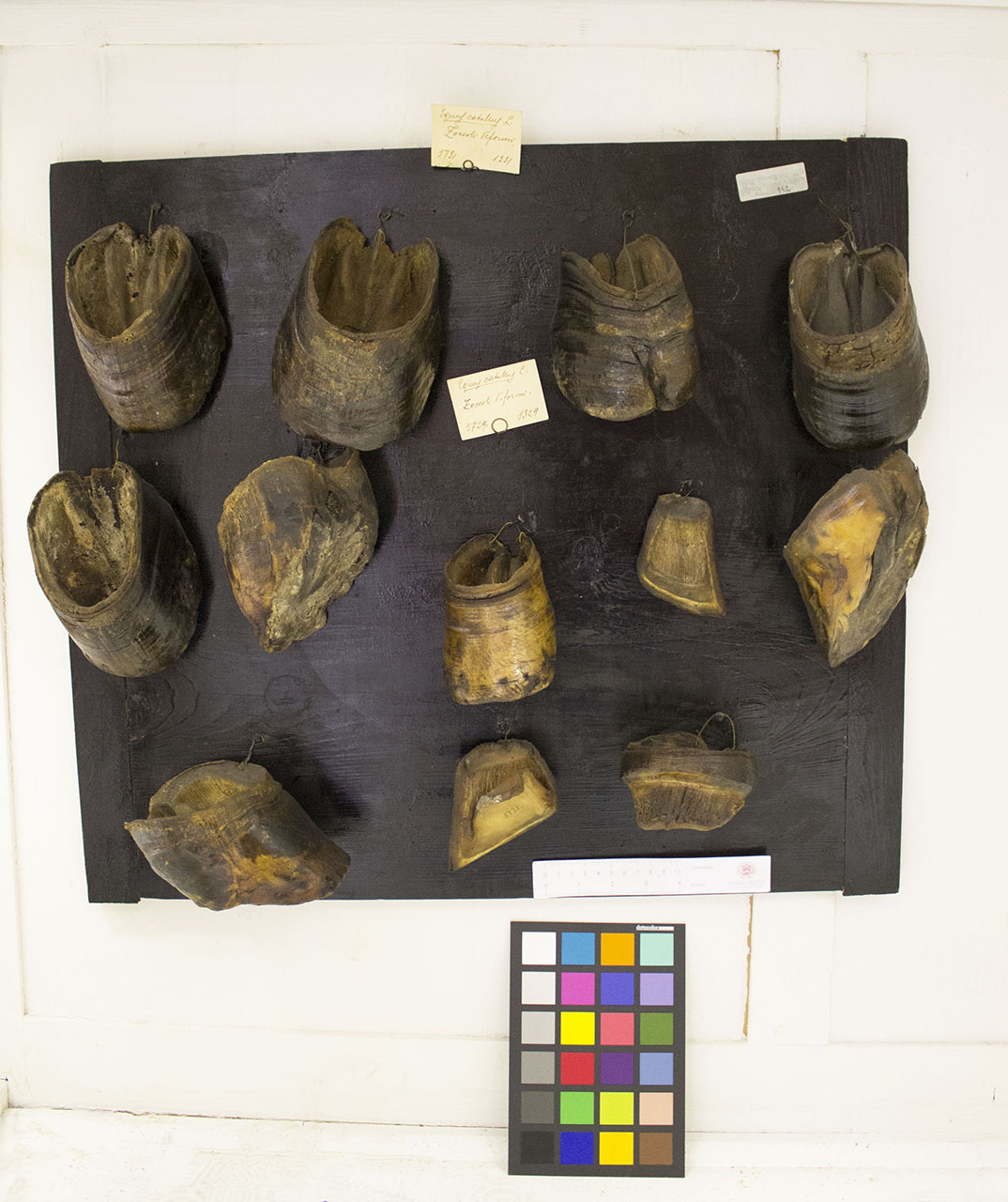 VERTEBRATI/ MAMMIFERI/ cavallo (esemplare)