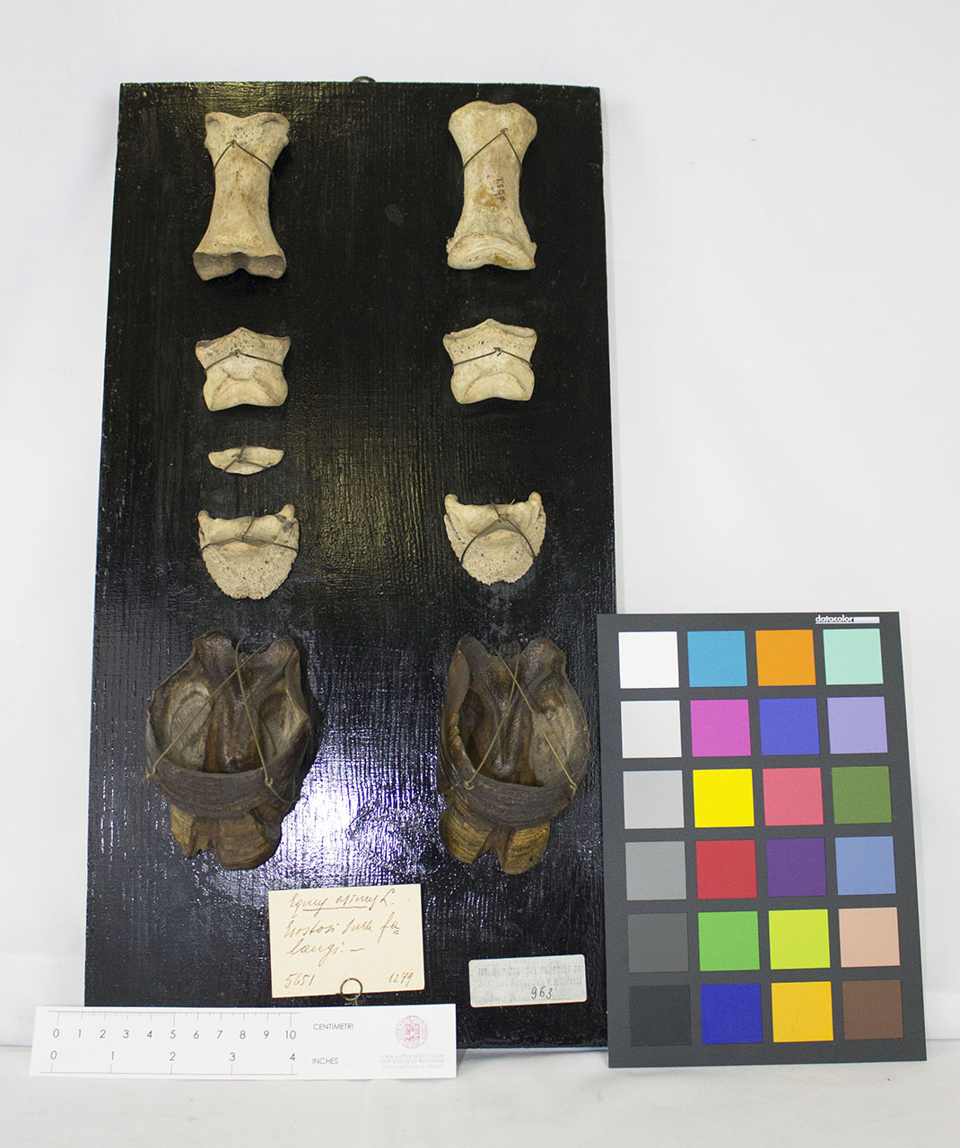 VERTEBRATI/ MAMMIFERI/ asino (esemplare)