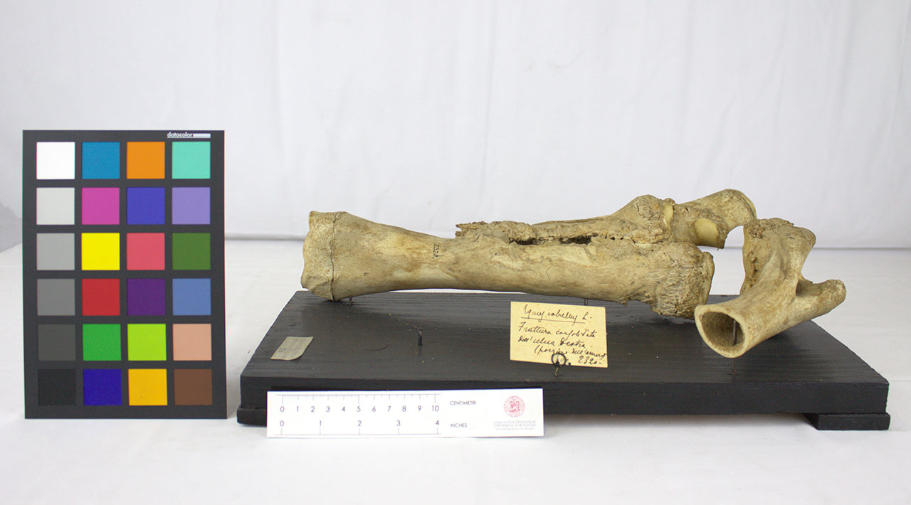 VERTEBRATI/ MAMMIFERI/ cavallo (esemplare)