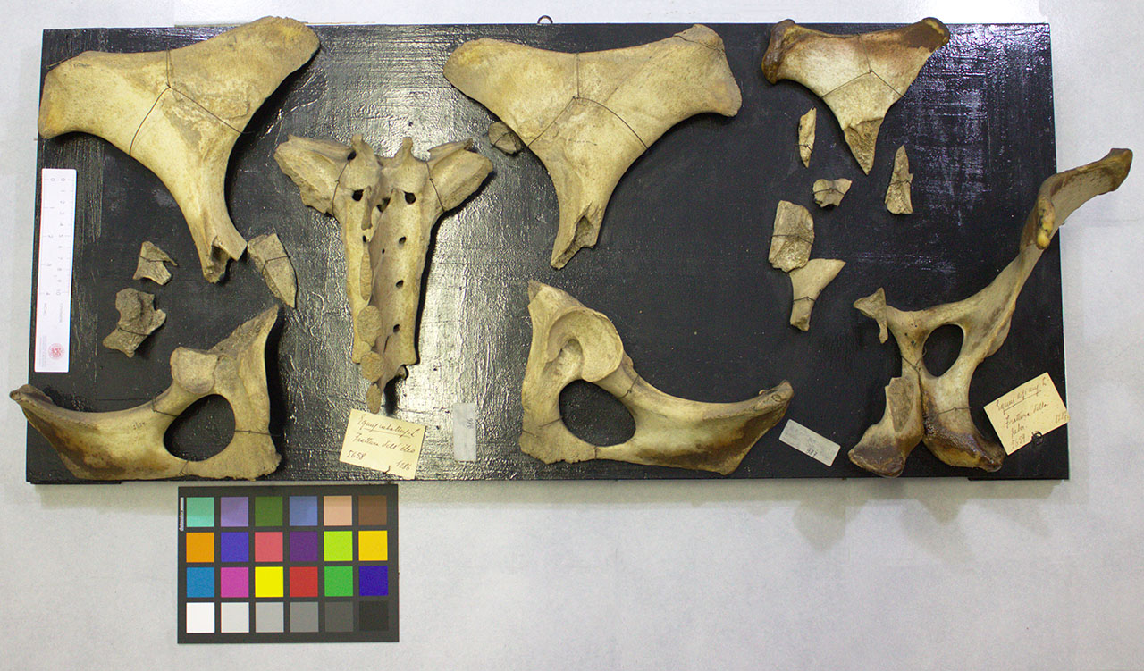 VERTEBRATI/ MAMMIFERI/ cavallo (esemplare)