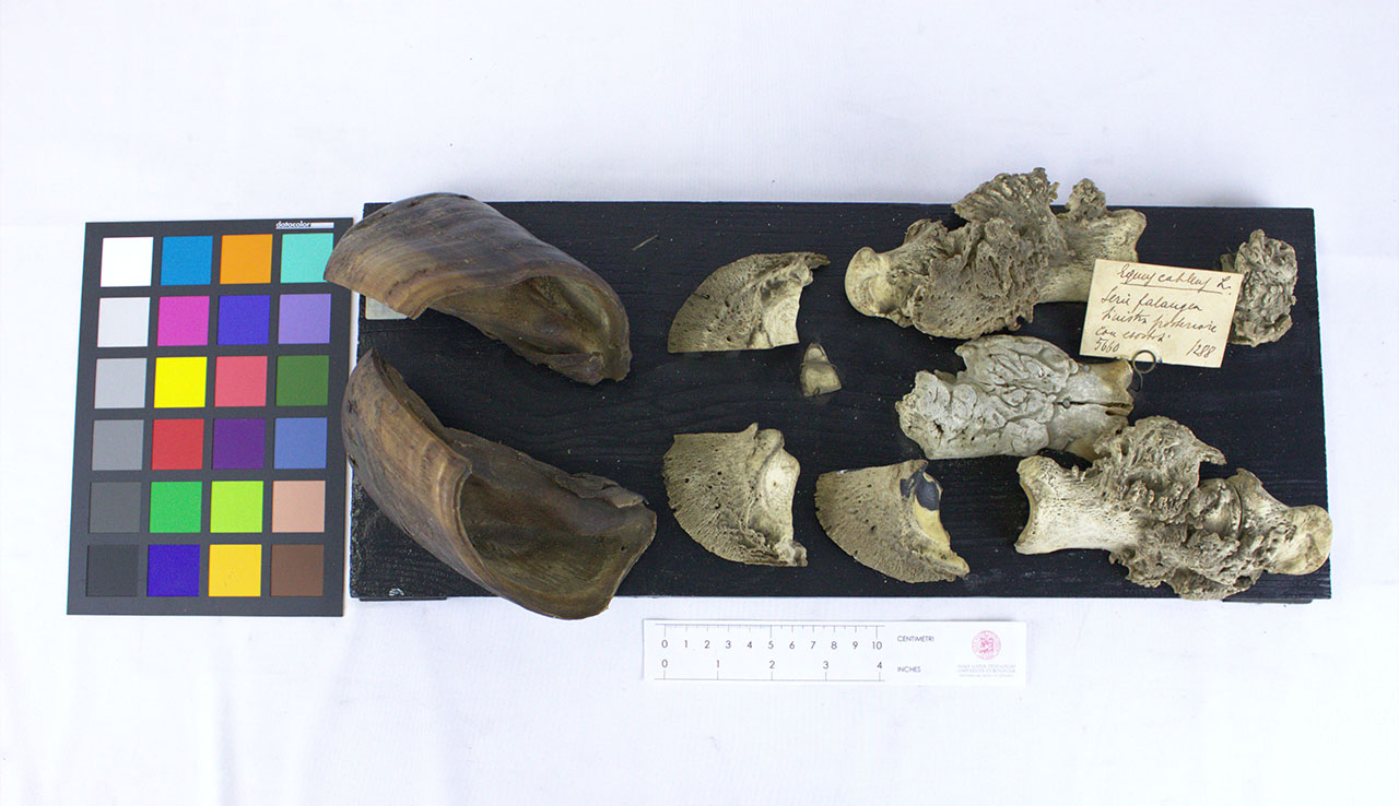 VERTEBRATI/ MAMMIFERI/ cavallo (esemplare)