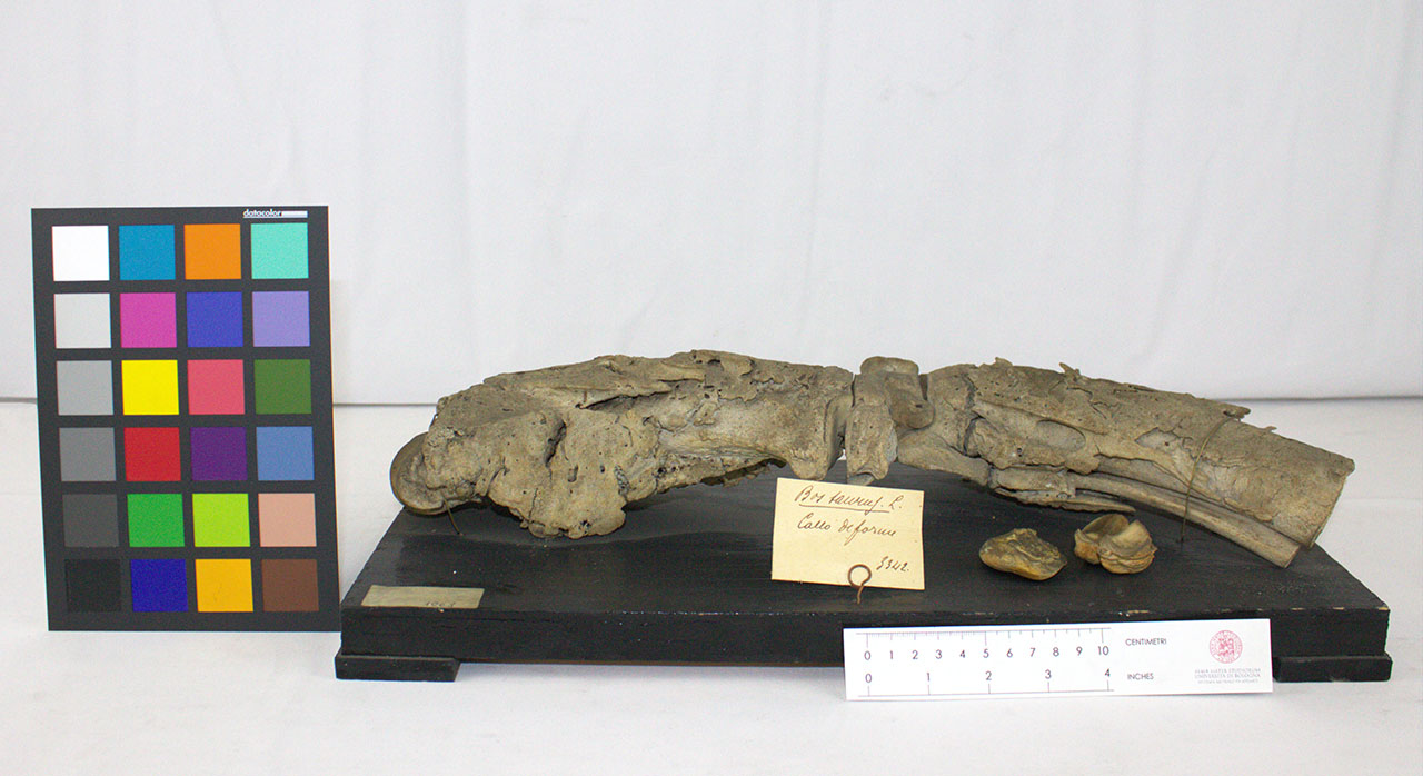 VERTEBRATI/ MAMMIFERI/ bovino (esemplare)