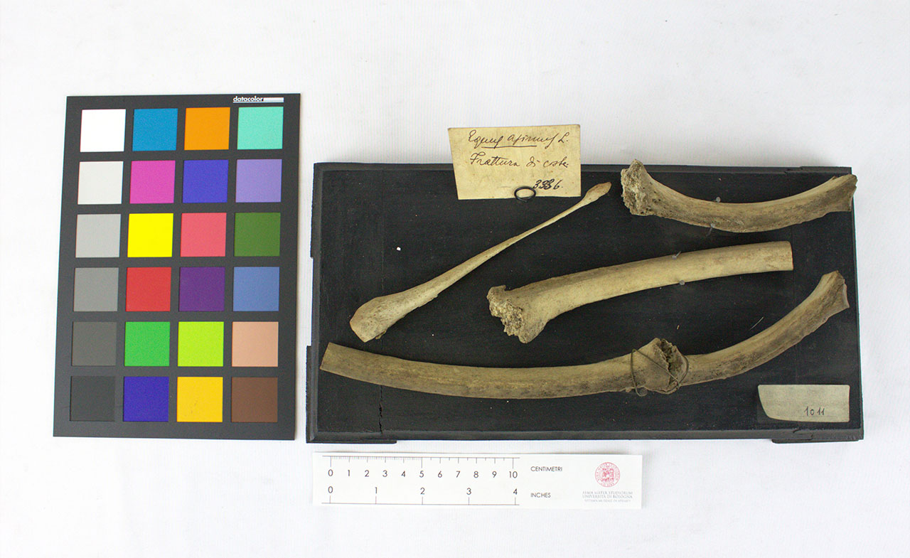 VERTEBRATI/ MAMMIFERI/ asino (esemplare)