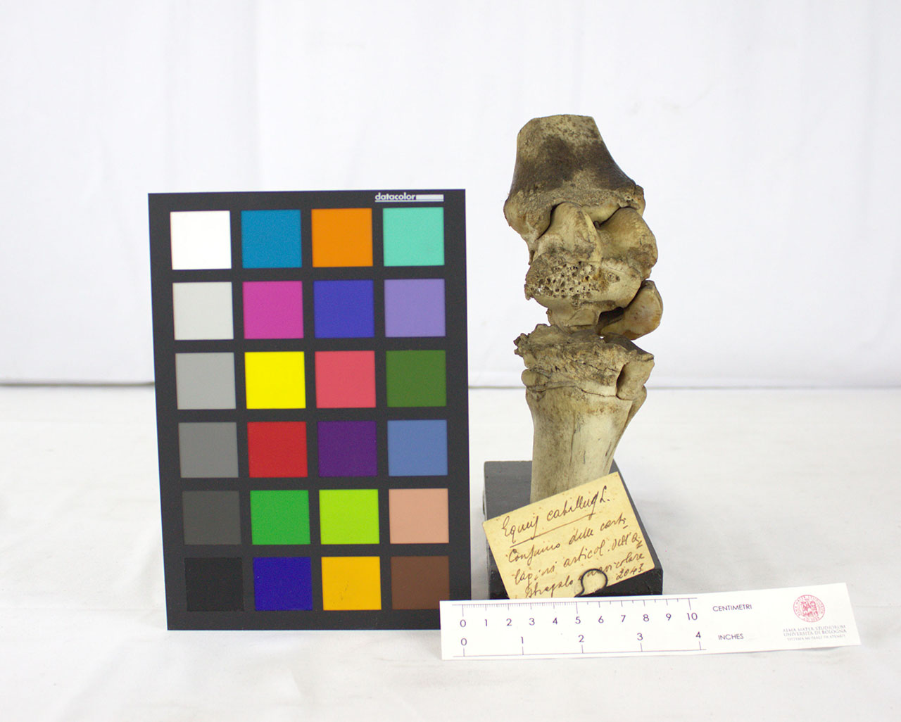 VERTEBRATI/ MAMMIFERI/ cavallo (esemplare)