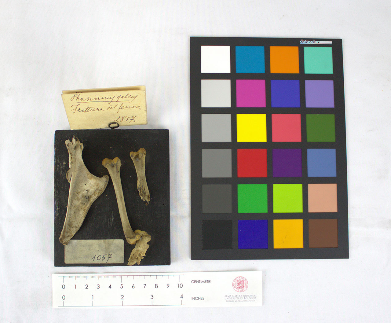 VERTEBRATI/AVES/gallo (esemplare)