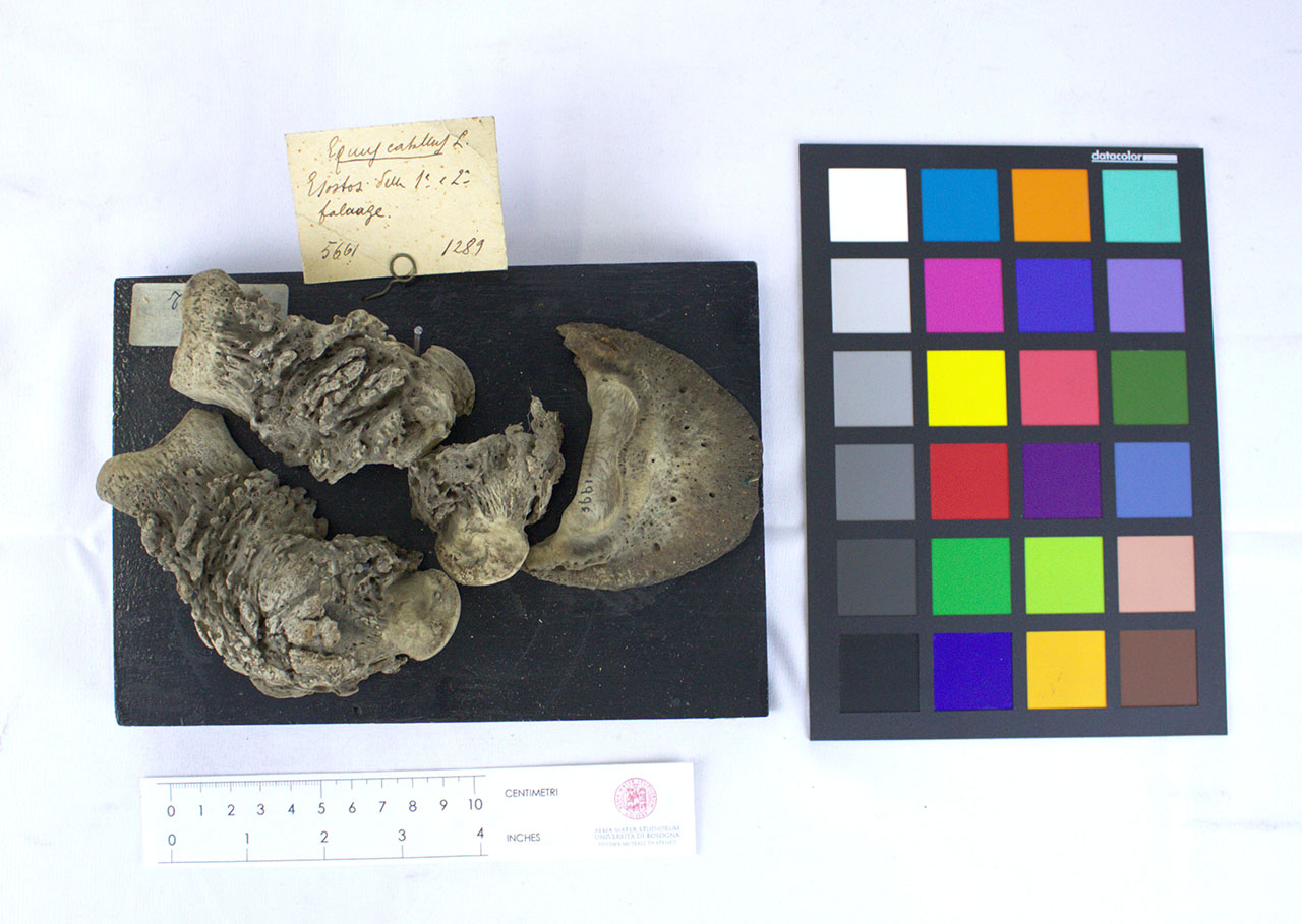 VERTEBRATI/ MAMMIFERI/ cavallo (esemplare)