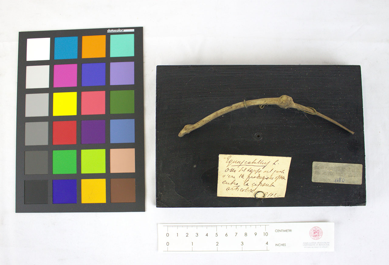 VERTEBRATI/ MAMMIFERI/ cavallo (esemplare)