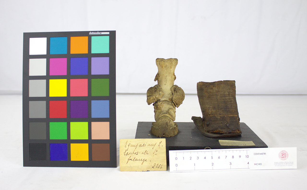 VERTEBRATI/ MAMMIFERI/ asino (esemplare)