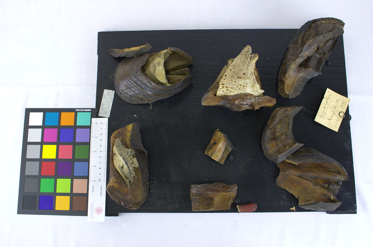 VERTEBRATI/ MAMMIFERI/ cavallo (esemplare)