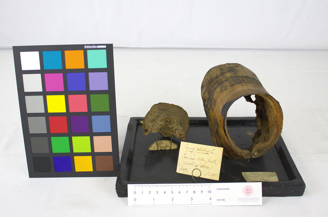 VERTEBRATI/ MAMMIFERI/ cavallo (esemplare)