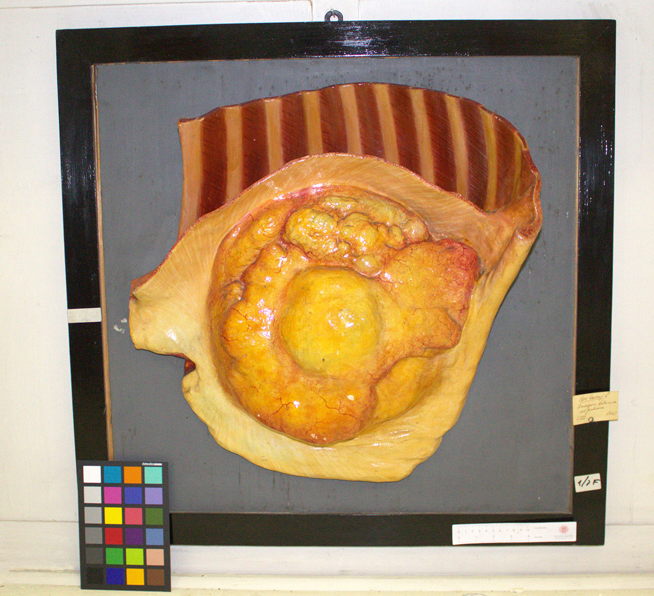 VERTEBRATI/ MAMMIFERI/ bovino (esemplare)