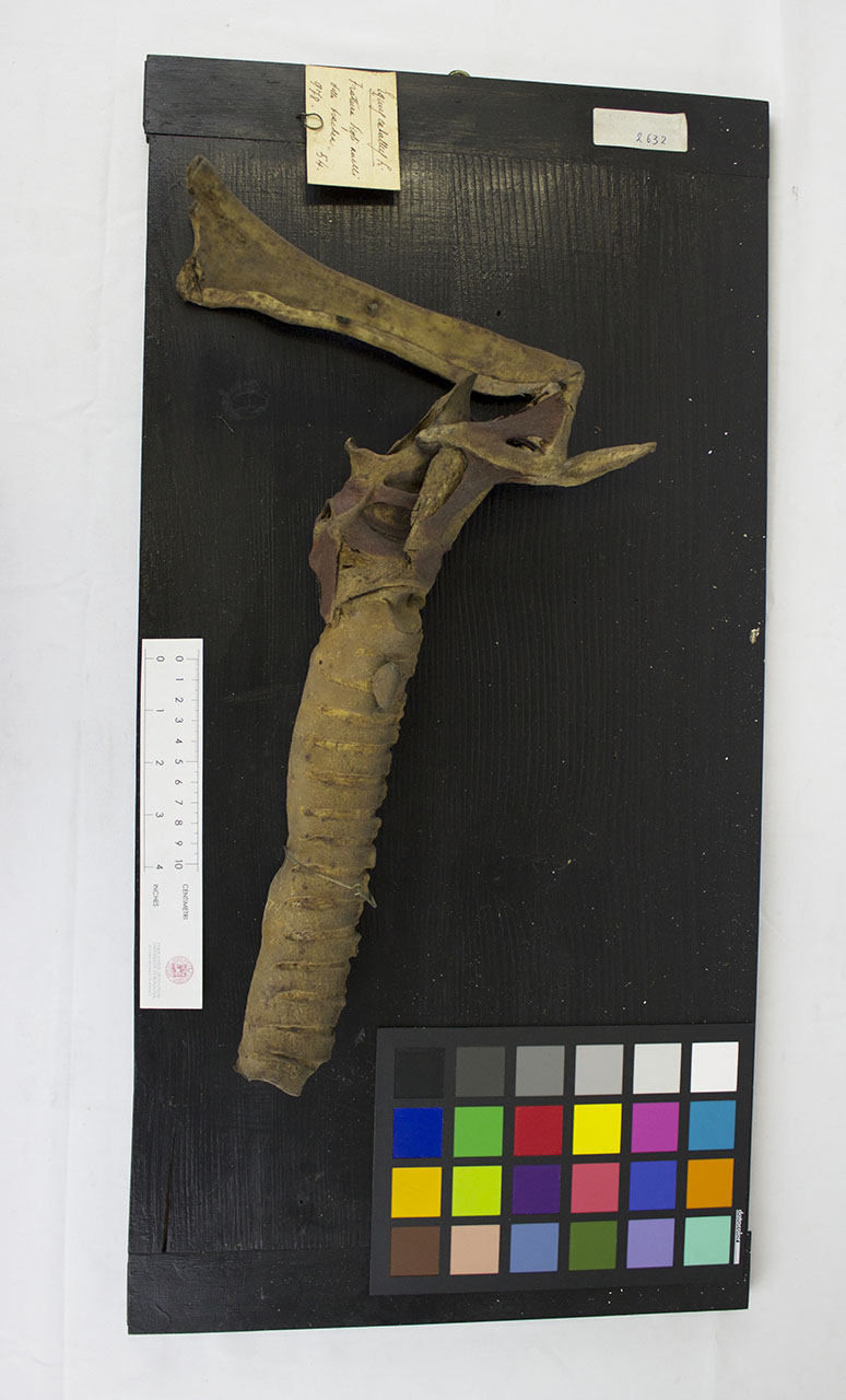 VERTEBRATI/ MAMMIFERI/ cavallo (esemplare)