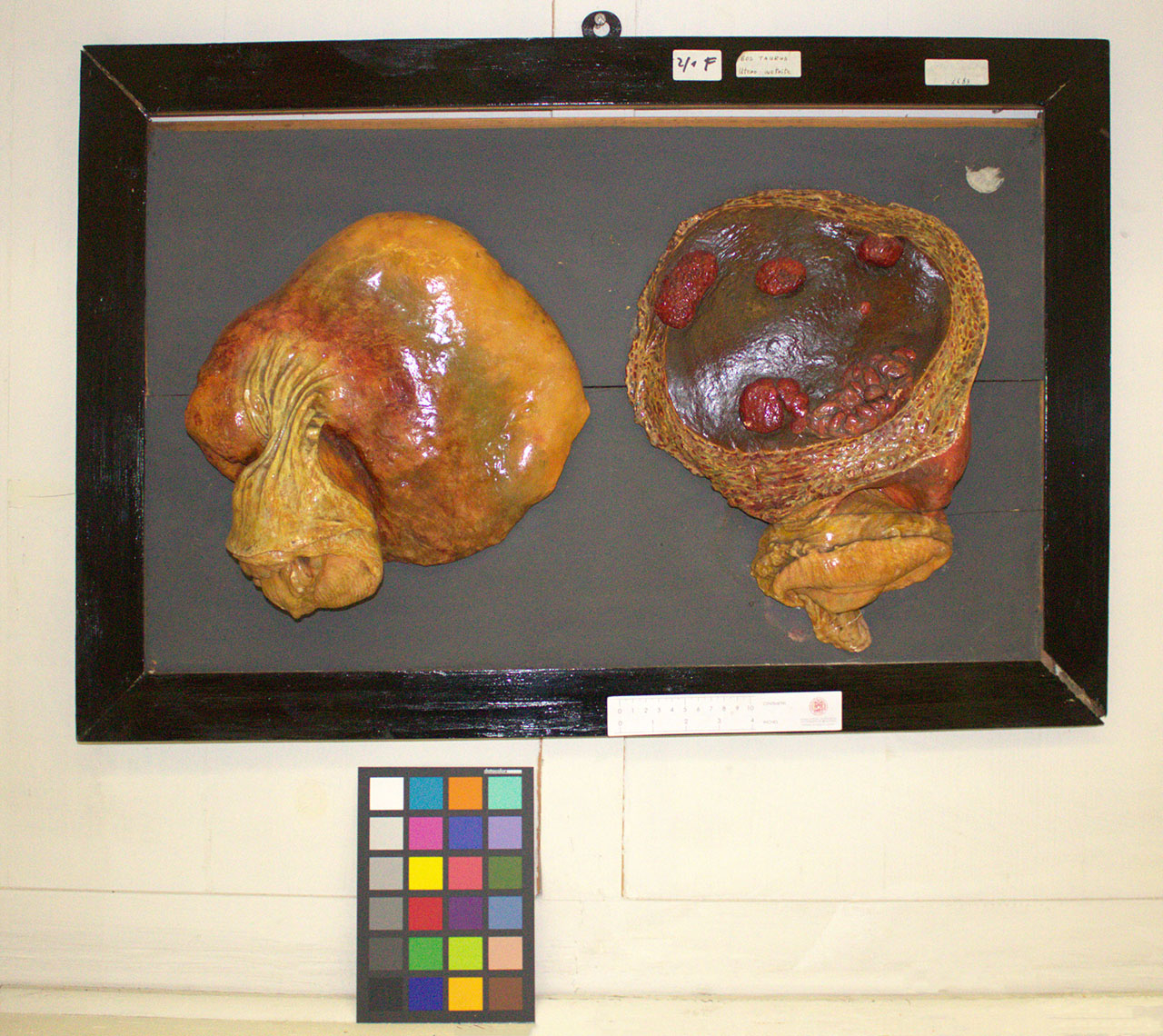 VERTEBRATI/ MAMMIFERI/ bovino (esemplare)