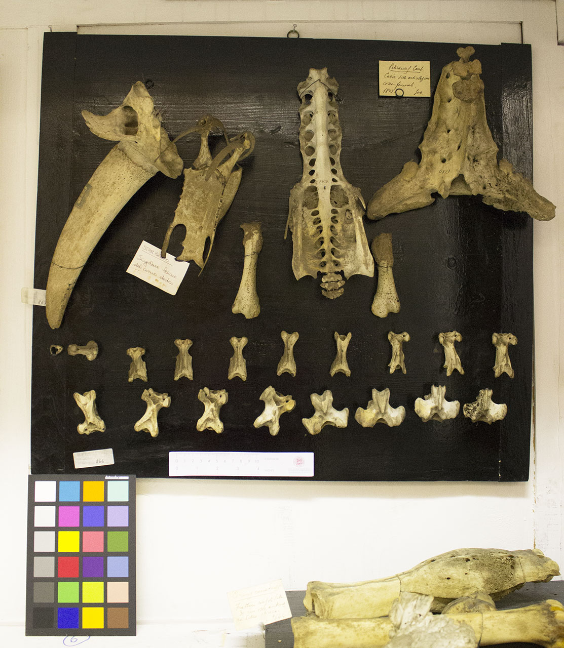 VERTEBRATI/AVES/pellicano (esemplare)