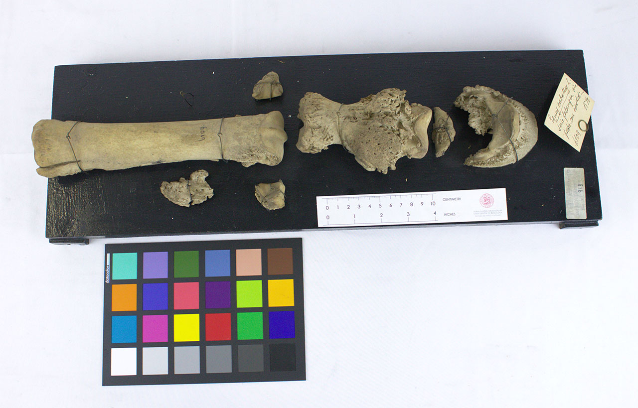 VERTEBRATI/ MAMMIFERI/ cavallo (esemplare)