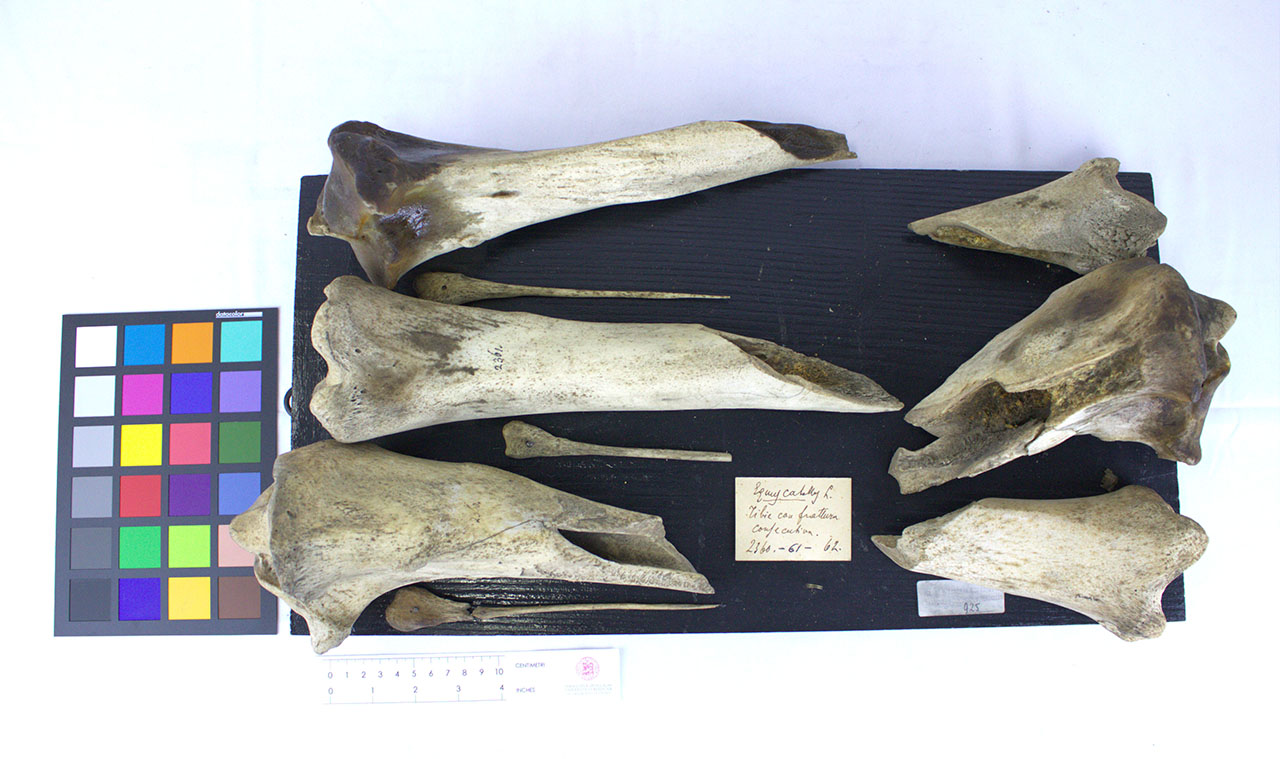 VERTEBRATI/ MAMMIFERI/ cavallo (esemplare)