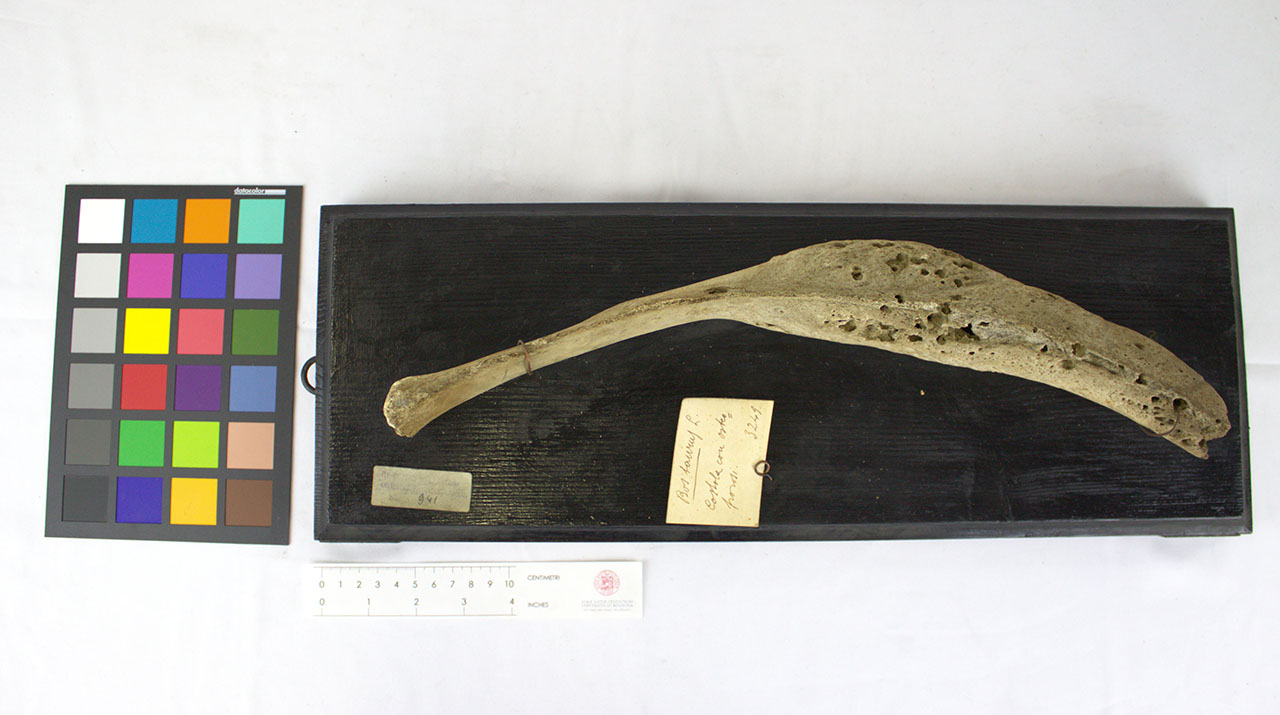 VERTEBRATI/ MAMMIFERI/ bovino (esemplare)