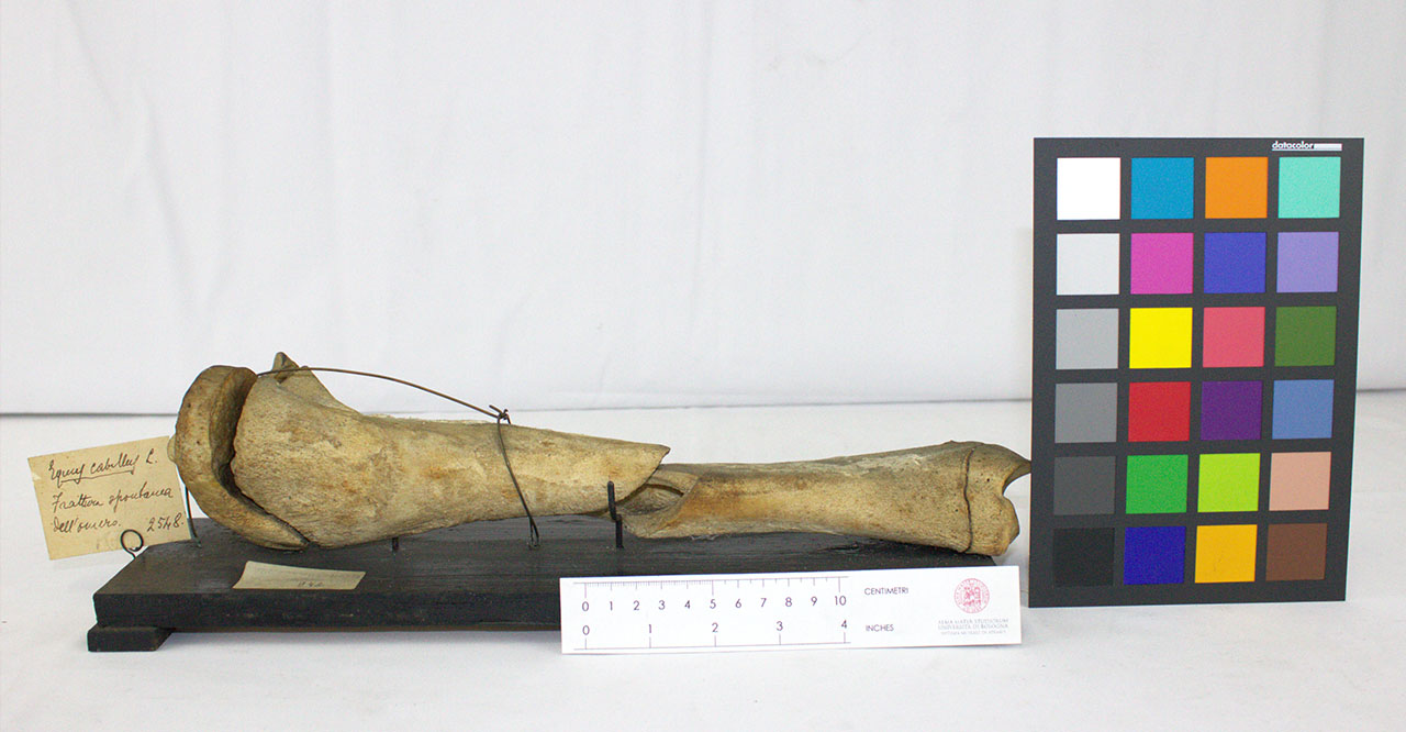 VERTEBRATI/ MAMMIFERI/ cavallo (esemplare)