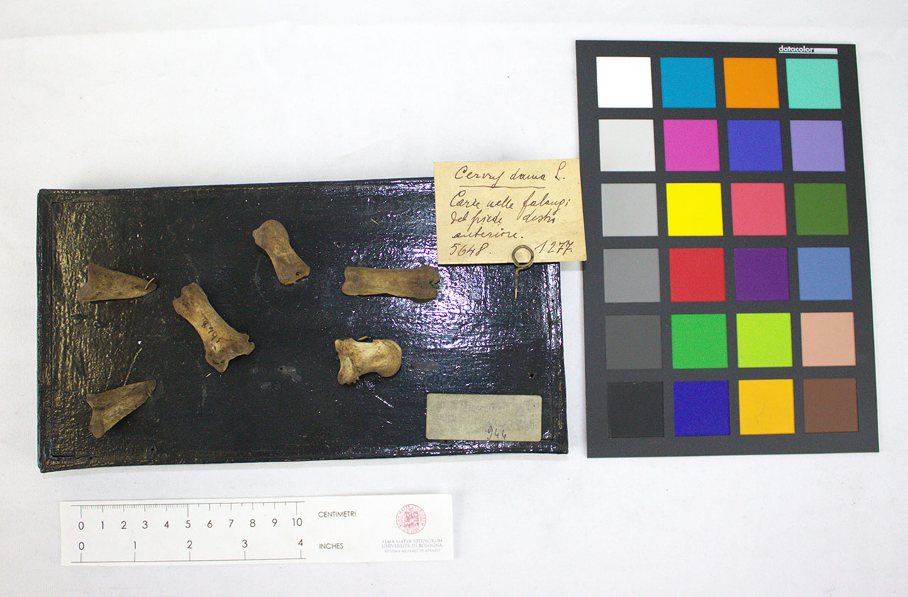 VERTEBRATI/MAMMIFERI/daino (esemplare)