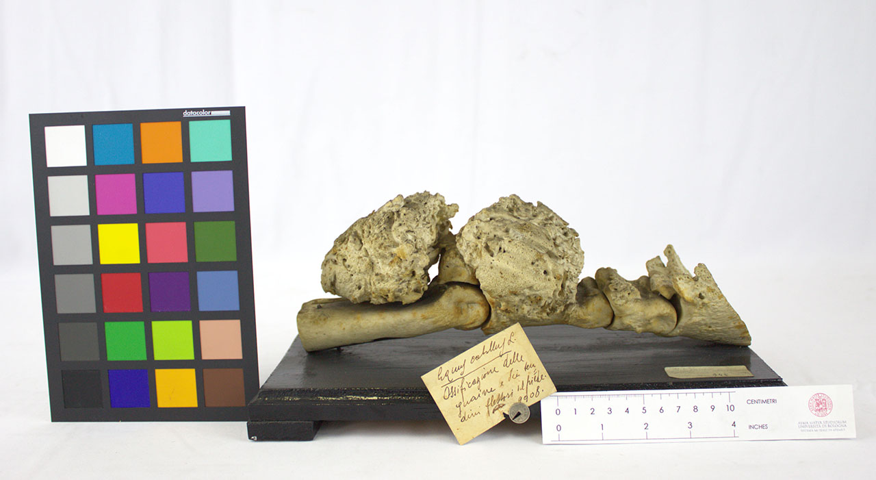 VERTEBRATI/ MAMMIFERI/ cavallo (esemplare)