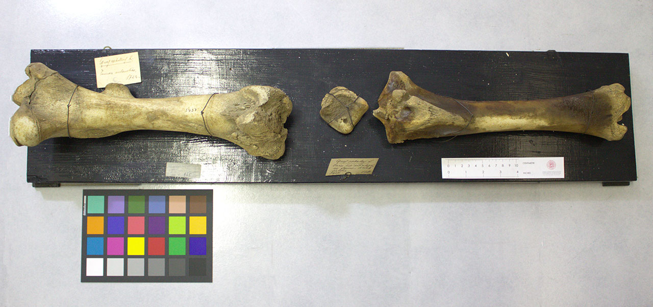 VERTEBRATI/ MAMMIFERI/ cavallo (esemplare)