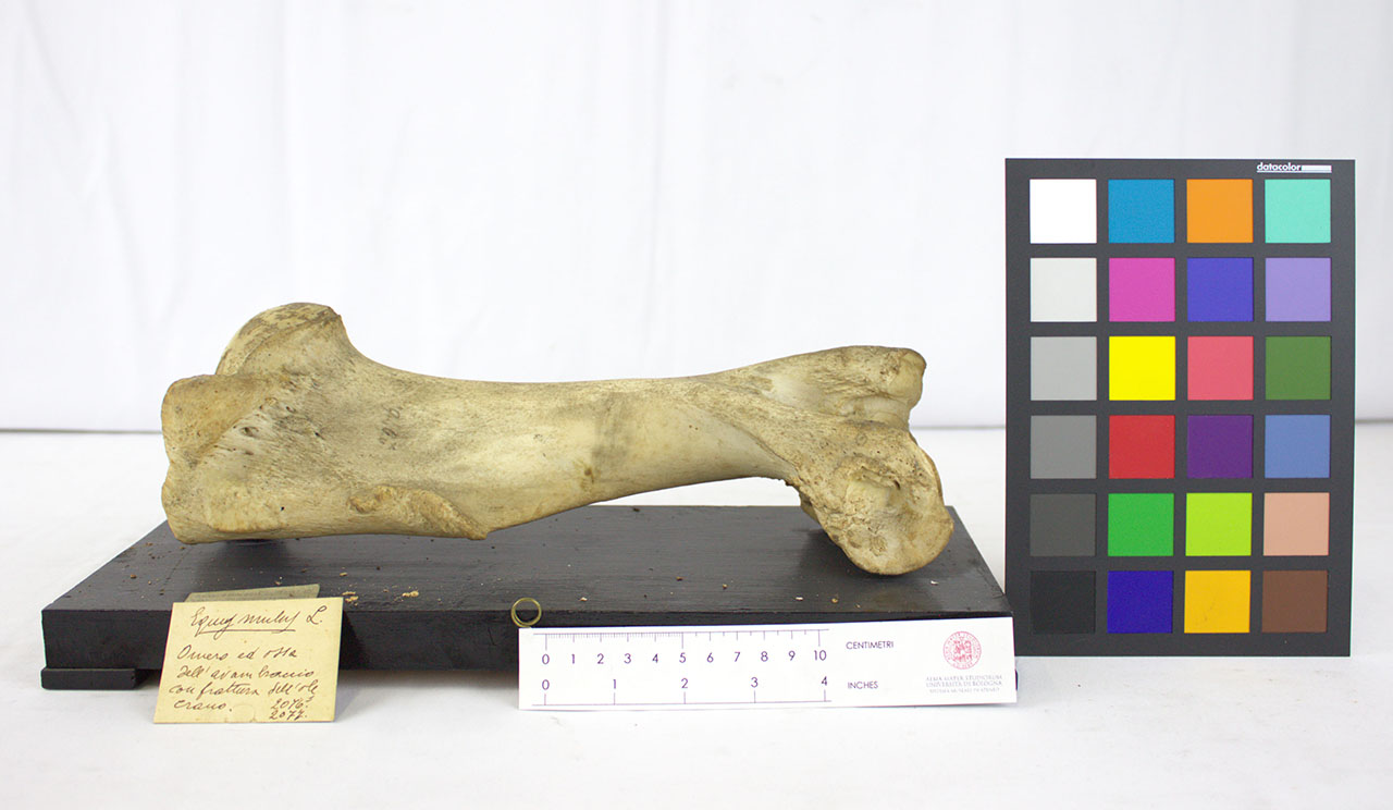 VERTEBRATI/MAMMIFERI/mulo (esemplare)