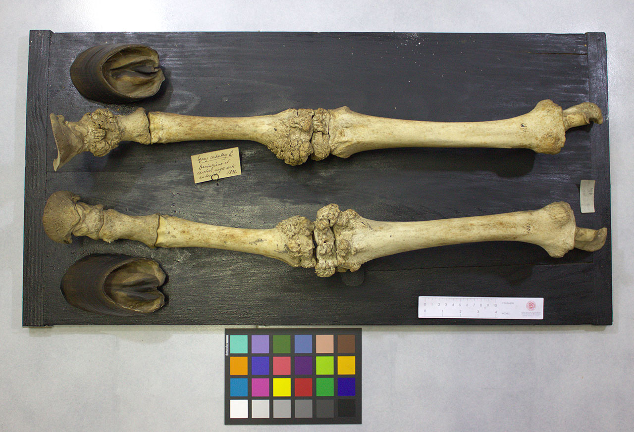 VERTEBRATI/ MAMMIFERI/ cavallo (esemplare)