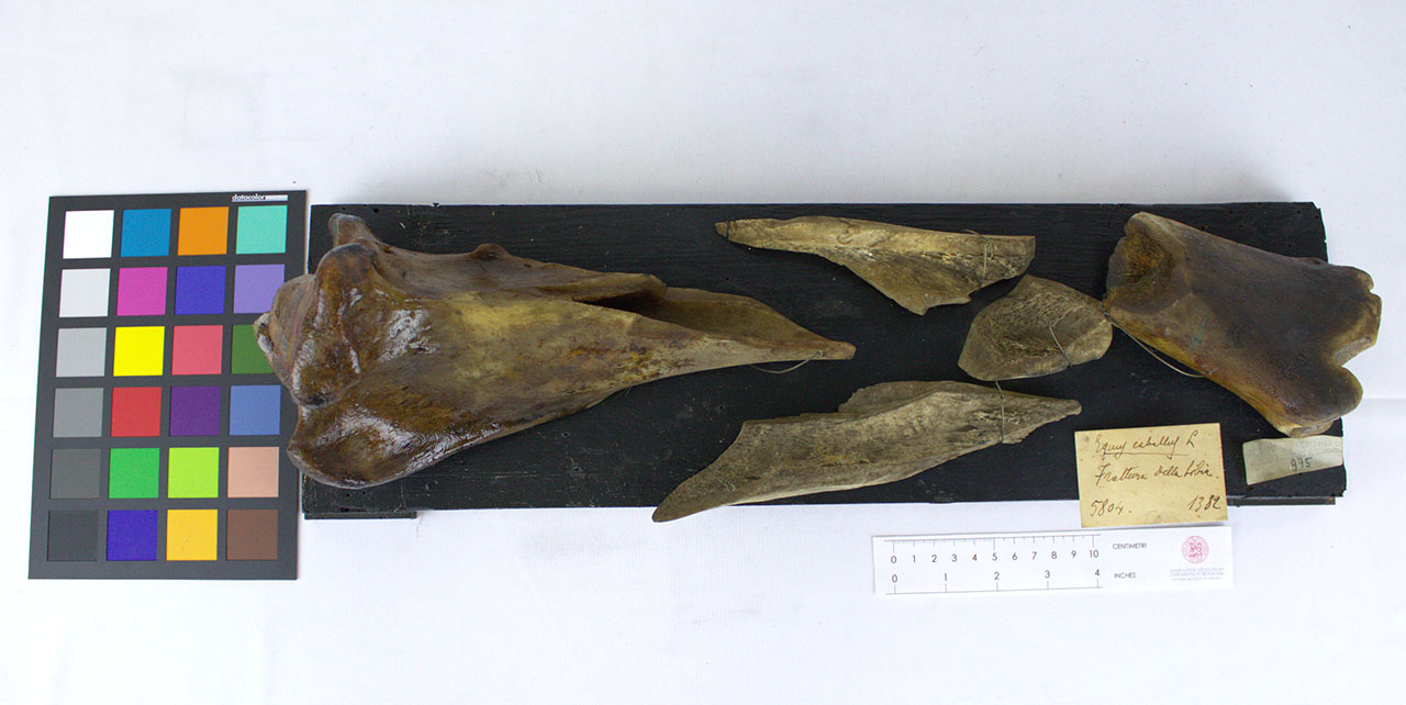 VERTEBRATI/ MAMMIFERI/ cavallo (esemplare)