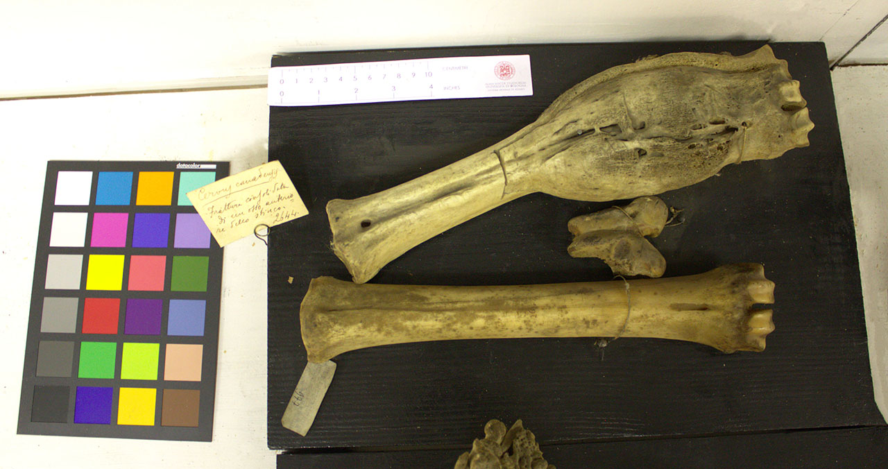 VERTEBRATI/MAMMIFERI/cervo (esemplare)