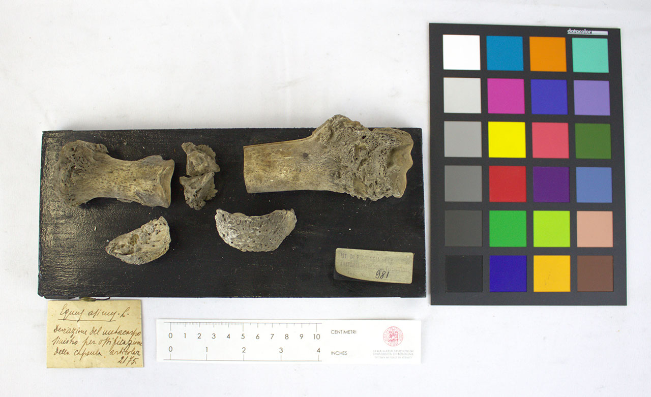 VERTEBRATI/ MAMMIFERI/ asino (esemplare)