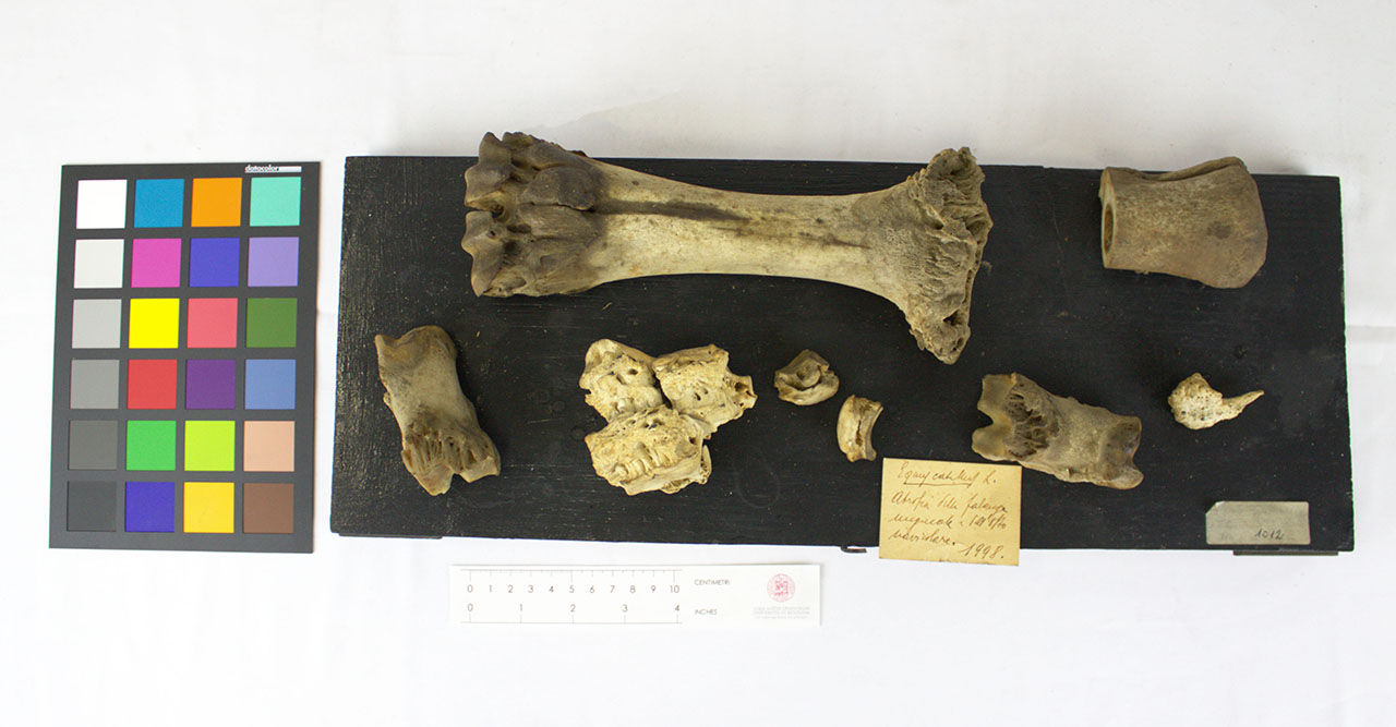 VERTEBRATI/ MAMMIFERI/ cavallo (esemplare)