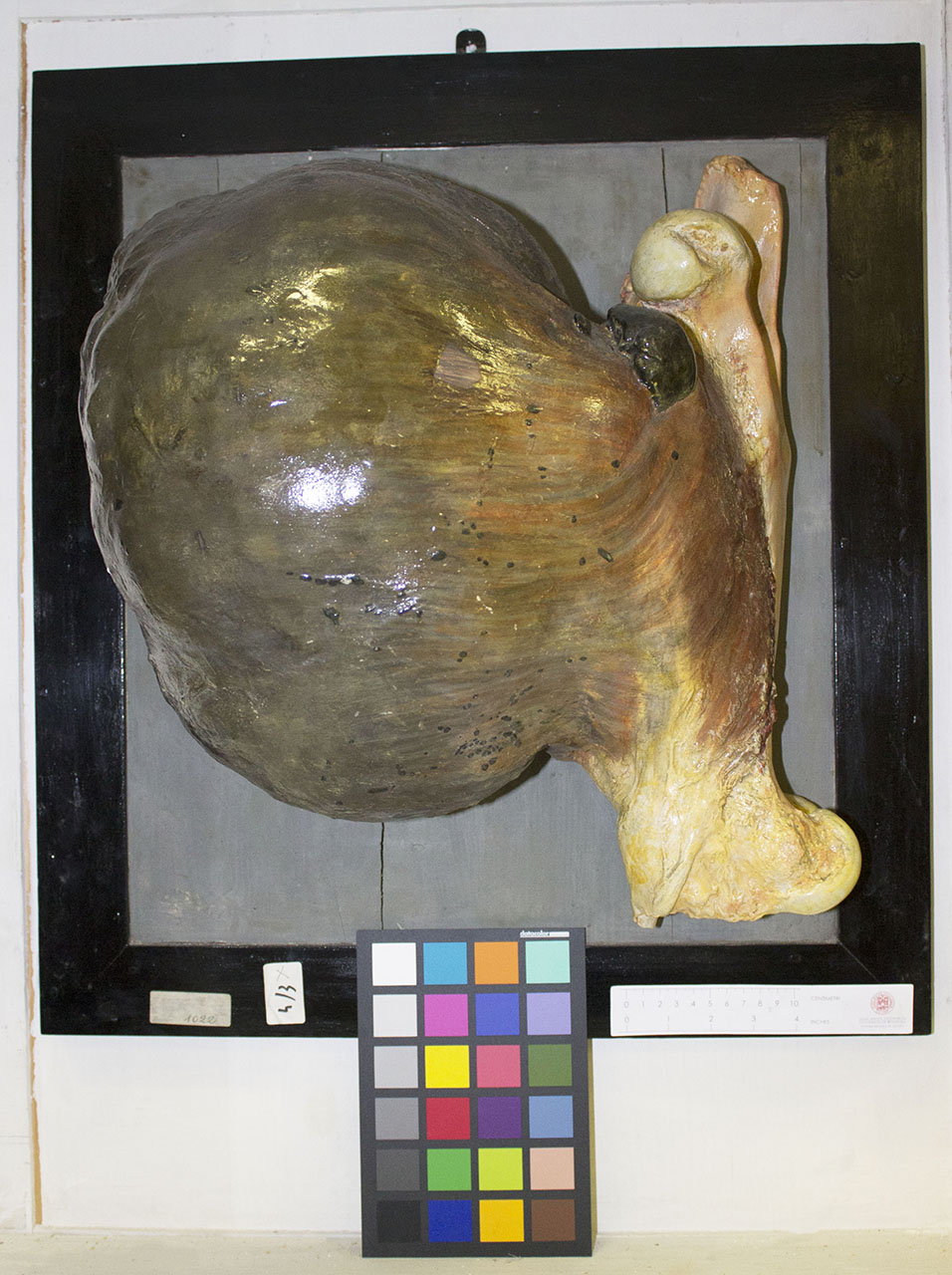 VERTEBRATI/ MAMMIFERI/ cavallo (esemplare)