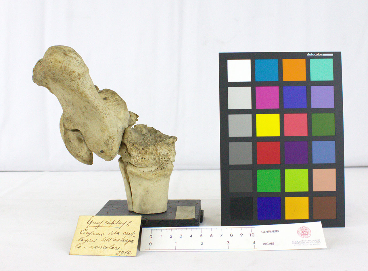 VERTEBRATI/ MAMMIFERI/ cavallo (esemplare)