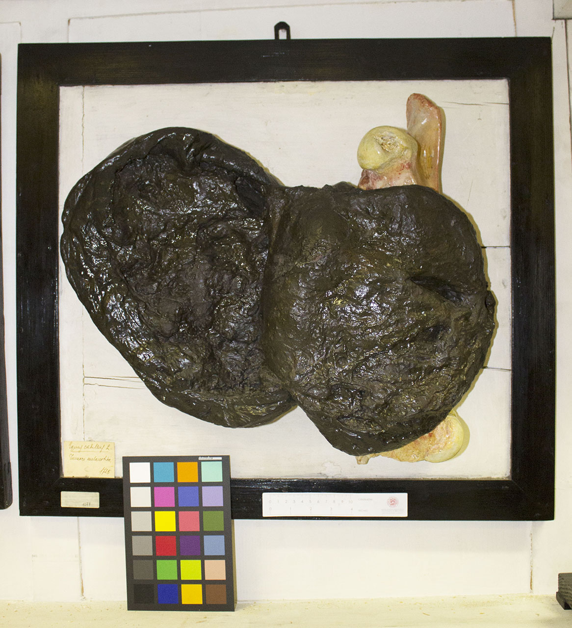 VERTEBRATI/ MAMMIFERI/ cavallo (esemplare)