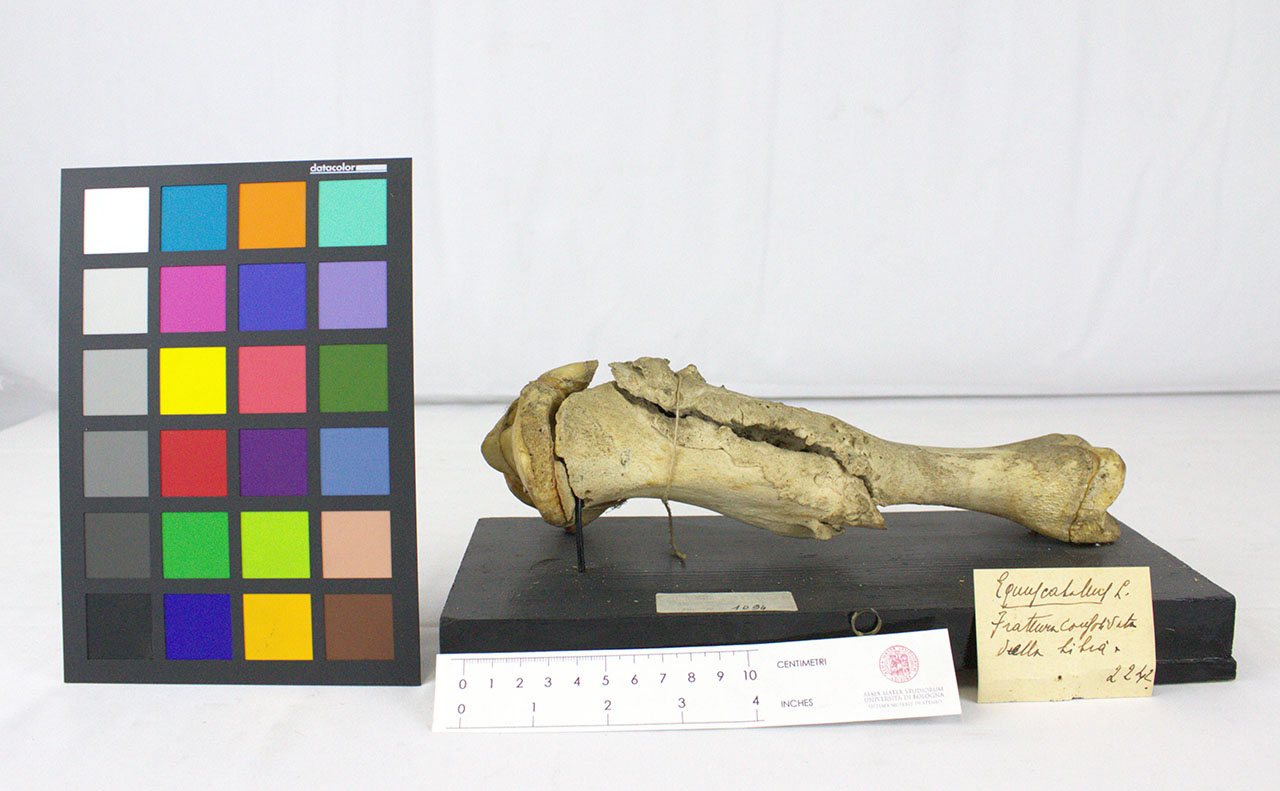 VERTEBRATI/ MAMMIFERI/ cavallo (esemplare)