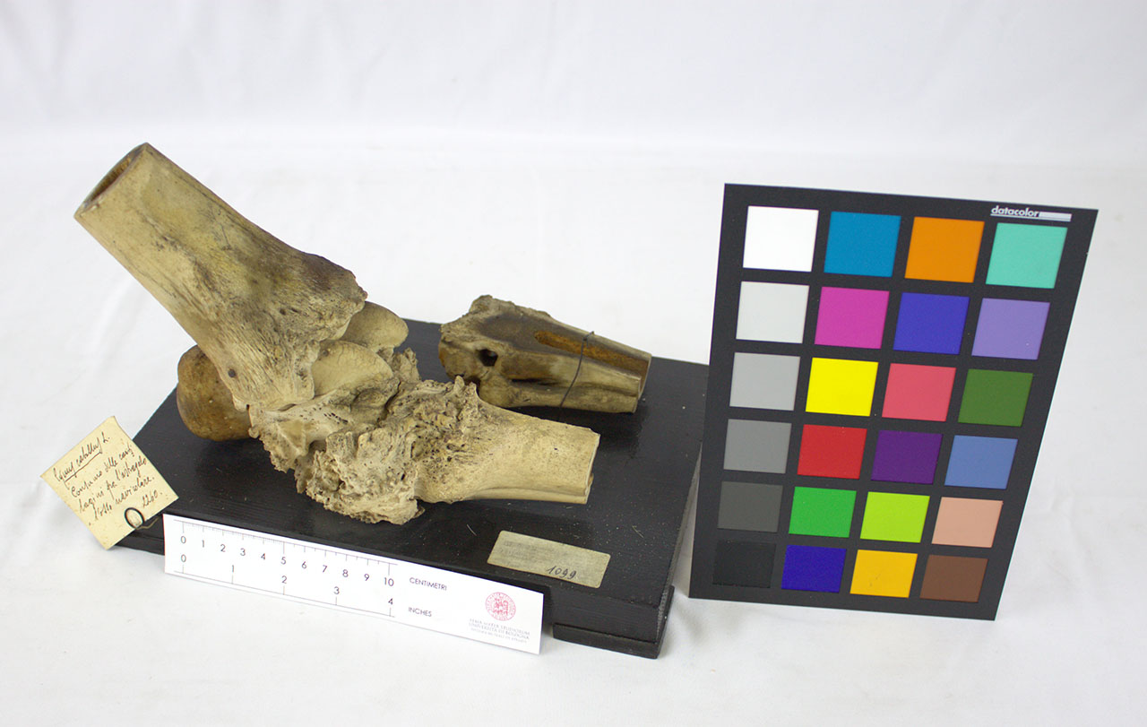 VERTEBRATI/ MAMMIFERI/ cavallo (esemplare)