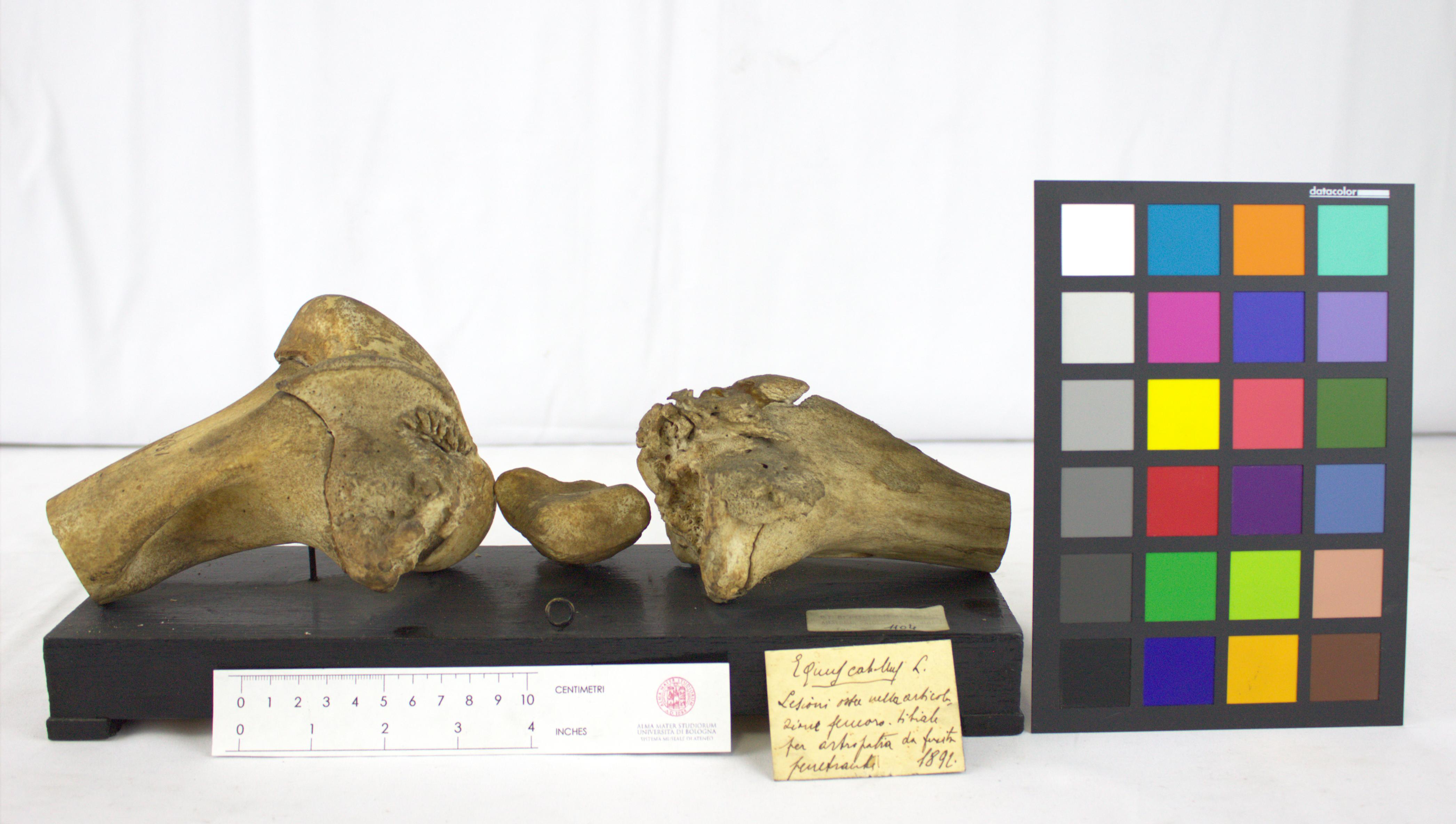 VERTEBRATI/ MAMMIFERI/ cavallo (esemplare)