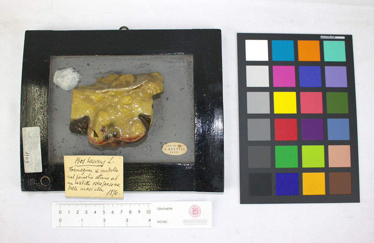 VERTEBRATI/ MAMMIFERI/ bovino (esemplare)