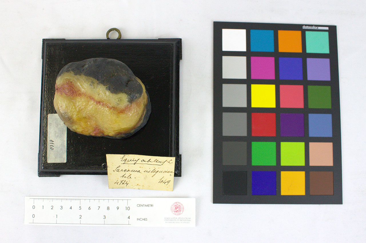 VERTEBRATI/ MAMMIFERI/ cavallo (esemplare)