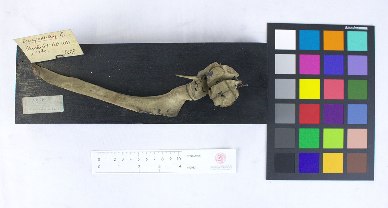 VERTEBRATI/ MAMMIFERI/ cavallo (esemplare)